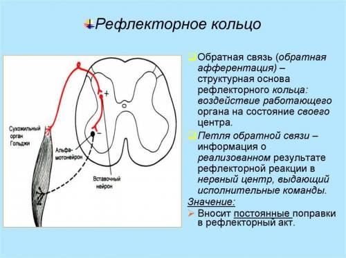 Обьясните необходимость наличия обратных связей в нервной системе.