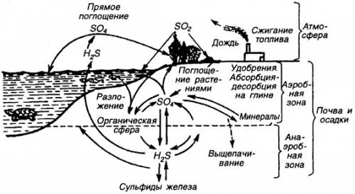 99 смоделируйте схему круговорота железа в биосфере