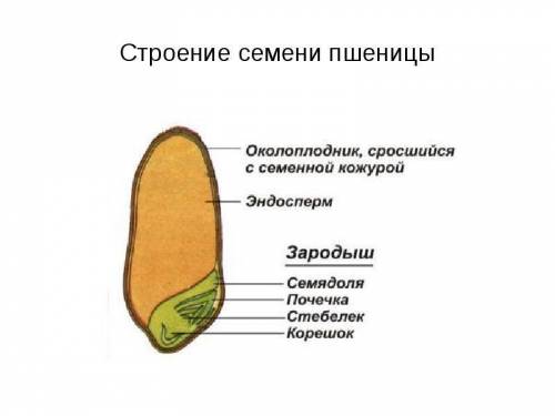 Зародыш семени пшеницы состоит из: а) из зародышевого корешка, зародышевого побега и эндосперма б) з