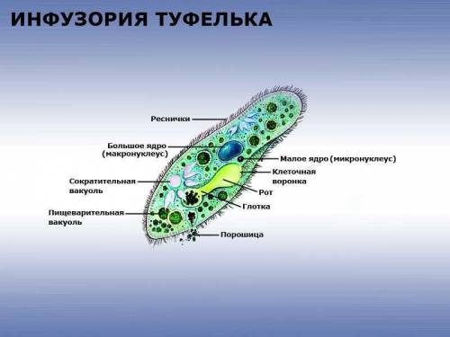 Инфузория туфелька это бактерия или животное ?