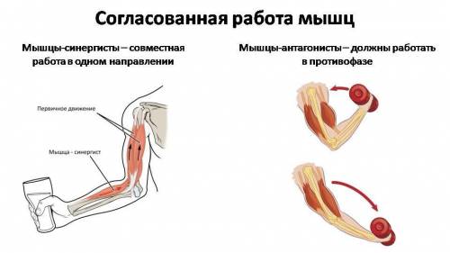 Какова роль мышц синергистов и антагонистов? нужно