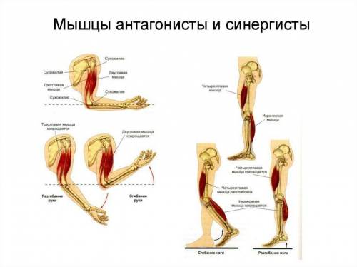 Какова роль мышц синергистов и антагонистов? нужно