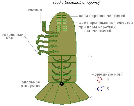 1) рассмотрите внешнее строение рака речного. какие части он имеет?