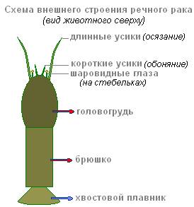 1) рассмотрите внешнее строение рака речного. какие части он имеет?