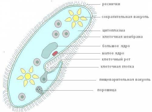 Какие структуры клетки ее движению ?