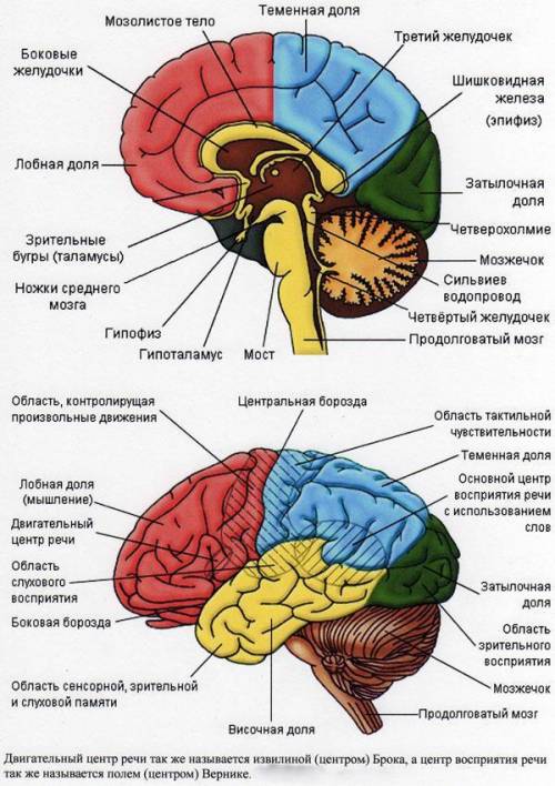 Что такое кора полушарий мозга? где она расположена? .