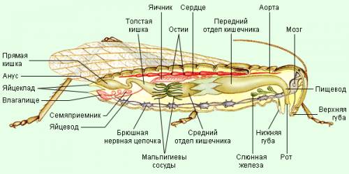 Рисунок внутренних органов насекомых