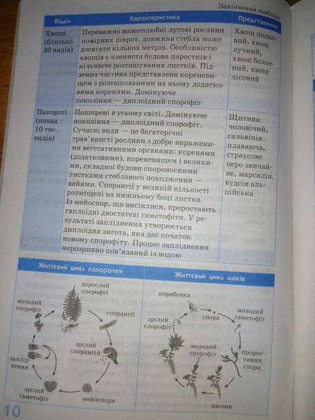 Чем отличаются по внешнему строению папороротники, хвощи, плауны?