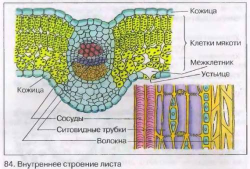 Зарисуйте кожицу лука под микроскопом отдельно зарисуйте устице сделайтинадписи к рисунком