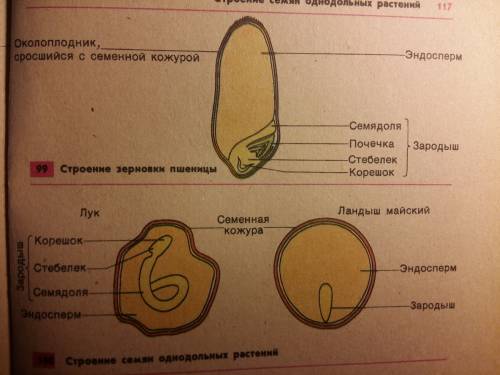 Много . легкое, только обьеснить как понять двудольные и однодольные орастения