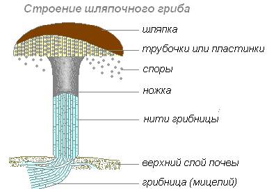 Нарисуйте шляпочный гриб по биологии 7 класс