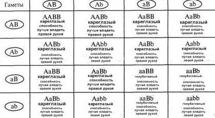 Учеловека карие глаза доминируют над голубыми, а лучше владеть правой рукой- над левой. какие новые