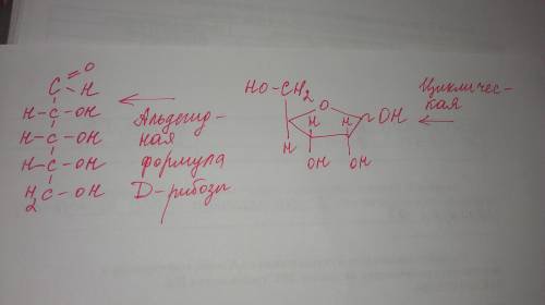 Напишите альдегидную и циклическую формулу d-рибозы, объясните как написать ее ,