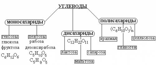 Особенности строения: моносахариды, дисахариды и полисахариды ( крахмал, целюлоха)