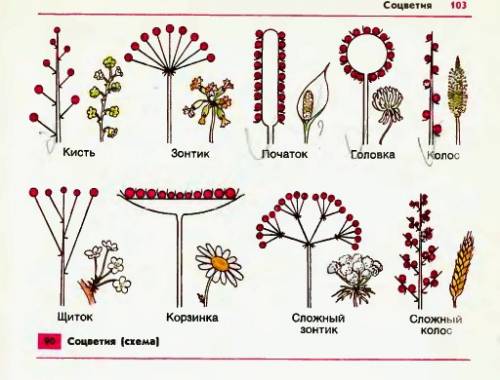 Установите правильное соответствие между соцветием и растениями,для которых они характерны: 1) метел