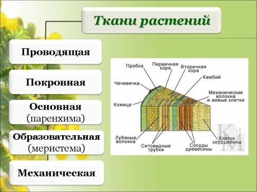 Какие виды тканей известны у растений?