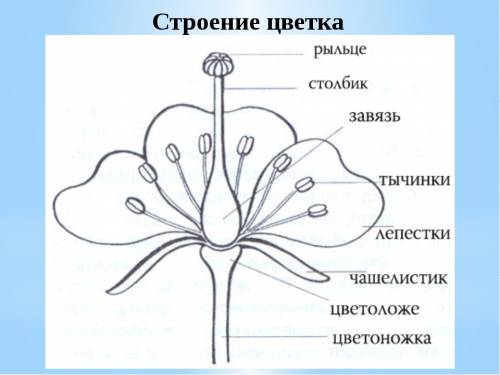 Каковы особенности строения цветка?