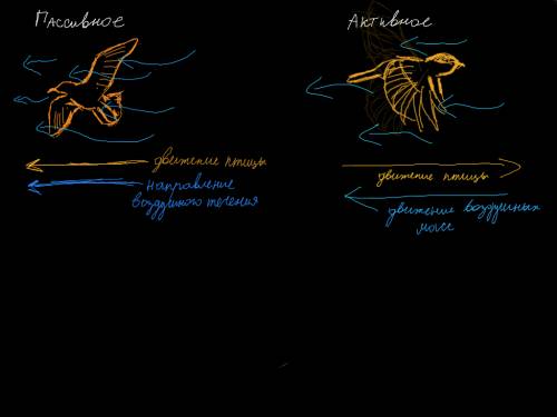 Что такое пассивное и активное движение