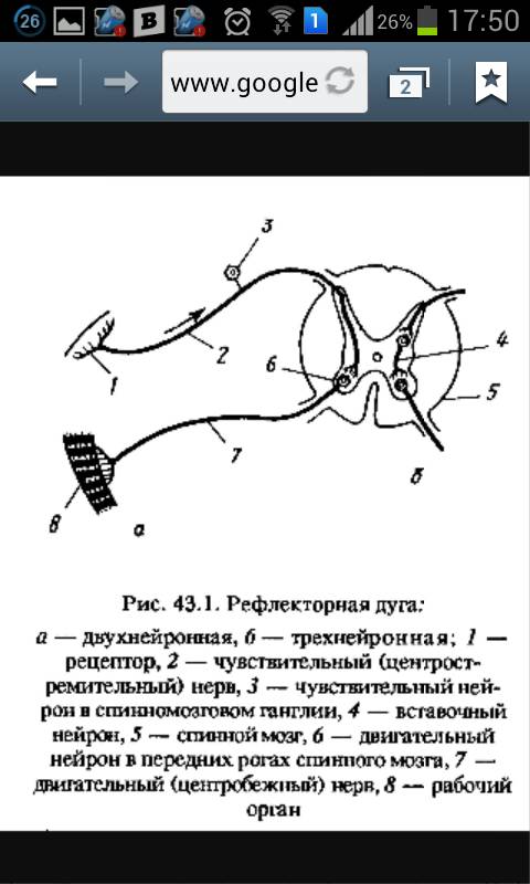 Нарисуйте рефлекторную дугу чихания