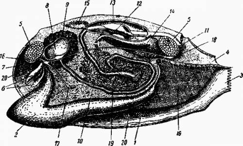 Внутреннее строение двустворчатых моллюсков