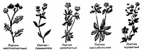 Наследственная изменчивость, борьба за существование, естественный отбор – это: а – экологические фа