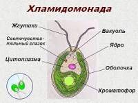 Подпишите названия водорослей изображенных на рисунке