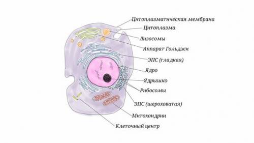 Что такое цитоплазматическая мембрана?