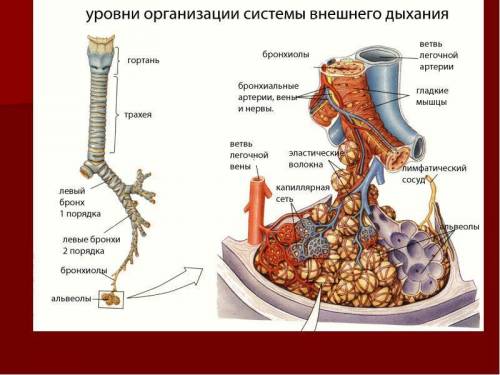 Легочные пузырьки оплетенные густой сетью кровеносных капиляров