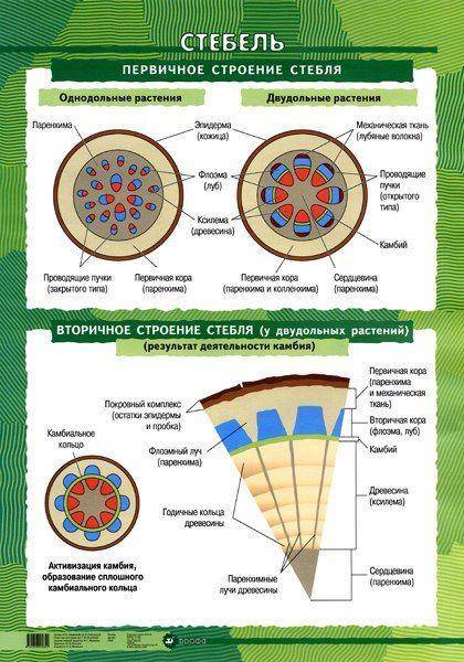 По какой части стебля передвигаются органические вещества?