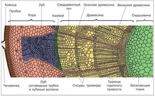 По какой части стебля передвигаются органические вещества?