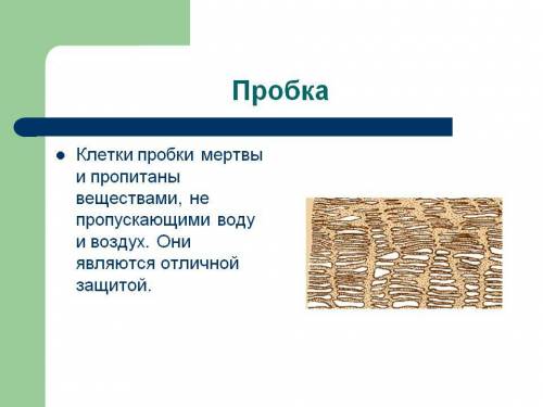 Пробка,покрывающая часть корня,-это а)живая покровная ткань; б)мёртвая покровная ткань; в)оно состои