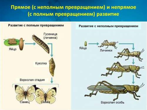 Что такое прямое и непрямое постэмбриональное развитие