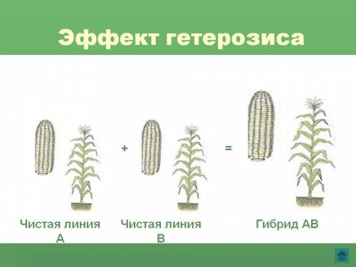 Зазначте поколіня гібридів,у якому найповніше проявляється гетерозіс? а) перша б) друге в)трете г) в