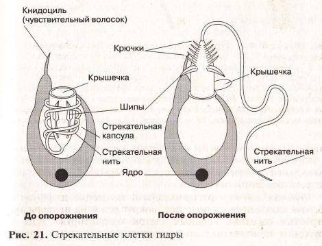 Краткое содержание класса гидроидные 45