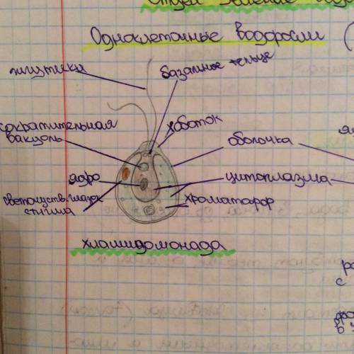Зарисуй строение клеток хламидомонады спирогиры подпиши названия их частей 1. хламидомонада 2.спирог