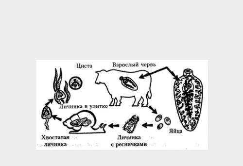 Нарисовать рисунок цикла развития печеночного сосальщика