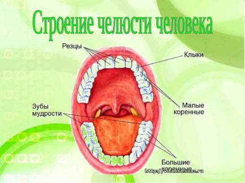 Найдите резцы, клыки и коренные зубы. почему клыки человека сравнительно мало (по сравнению с хищным