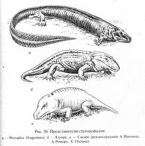 От каких животных произошли земноводные?