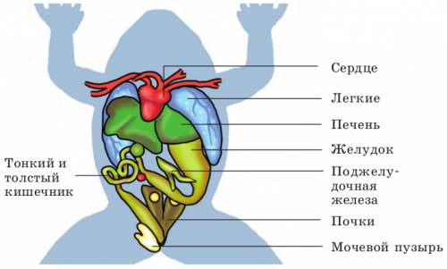 Определите расположение почек в полости тела у земноводных