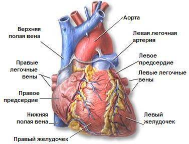 Перечислите артерии сердца или как их там,среди них еще аорта,вена и т.д.