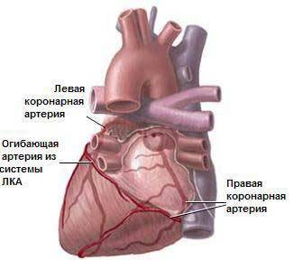 Перечислите артерии сердца или как их там,среди них еще аорта,вена и т.д.
