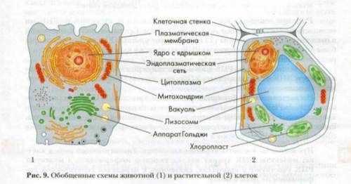 Нужна хорошая схема строения клеток животной и ! ! 40 !