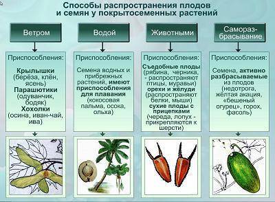 Признаки при плодов и семян к распростроению