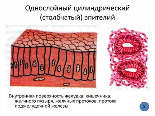 Какая ткань в организме человека выстилает стенку желудка изнутри?