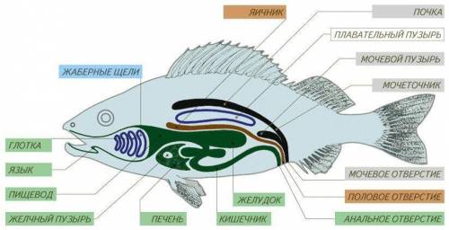 Почки у рыб. к какой системе органов принадлежат, какую функцию выполняют.