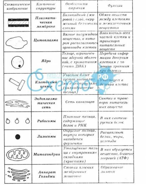 Клеточное строение организма.строение и функции органоидов клетки