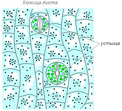 Как выглядит кожица листа фото отправьте