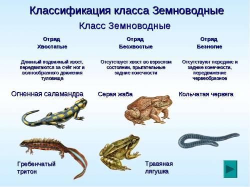 Признаки бесхвостых, хвостатых, безногих земноводных и представители.