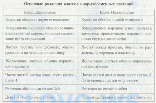 Укажите главное различие растений из классов двудольных и однадольных