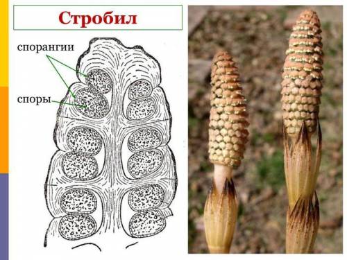 Расположение спорангиев у плаунов и хвощей